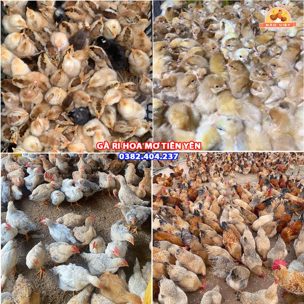 Giống gà ri hoa mơ Tiên Yên Giống gà ri hoa mơ Tiên Yên