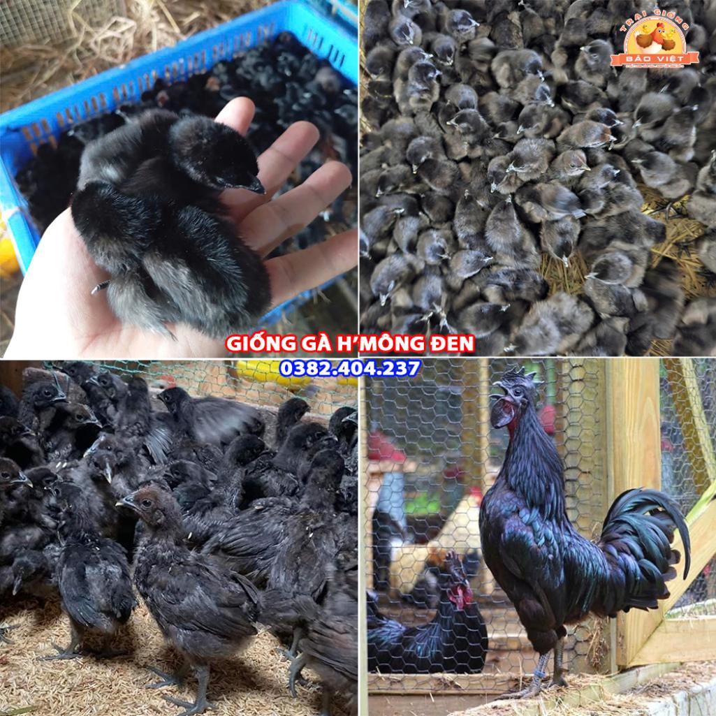 Giống Gà Đen H’Mông Thuần Chủng Giống Gà Đen H’Mông Thuần Chủng