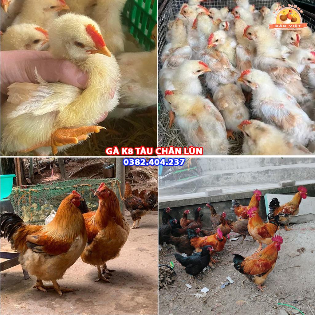 Giống Gà K8 Tàu Chân Lùn Giống Gà K8 Tàu Chân Lùn