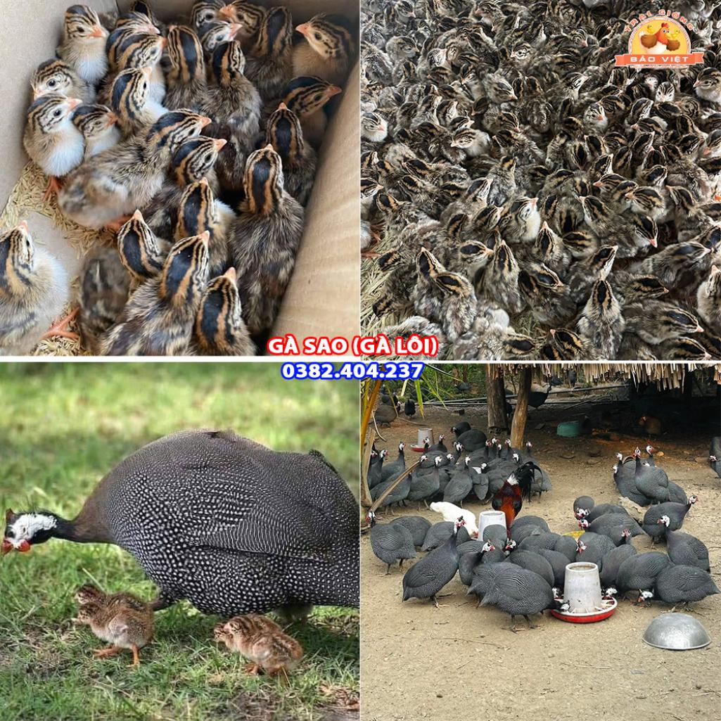 Giống Gà Lôi Sao Giống Gà Lôi Sao