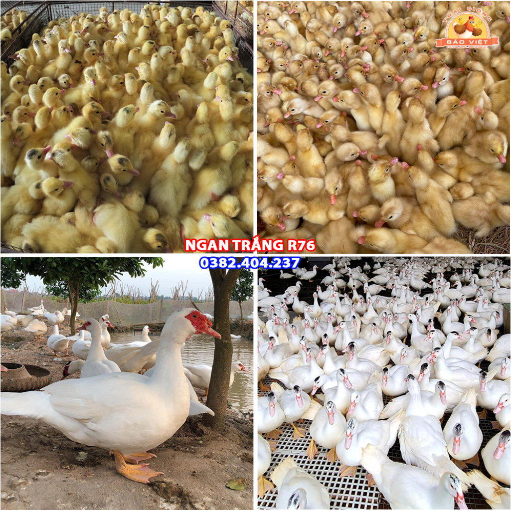 Giống Ngan R76 Siêu Thịt Giống Ngan R76 Siêu Thịt