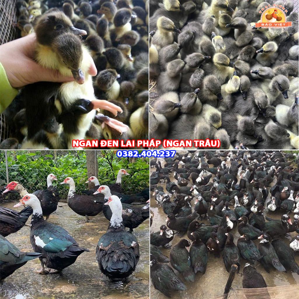 Giống Ngan Đen Lai Pháp Giống Ngan Đen Lai Pháp