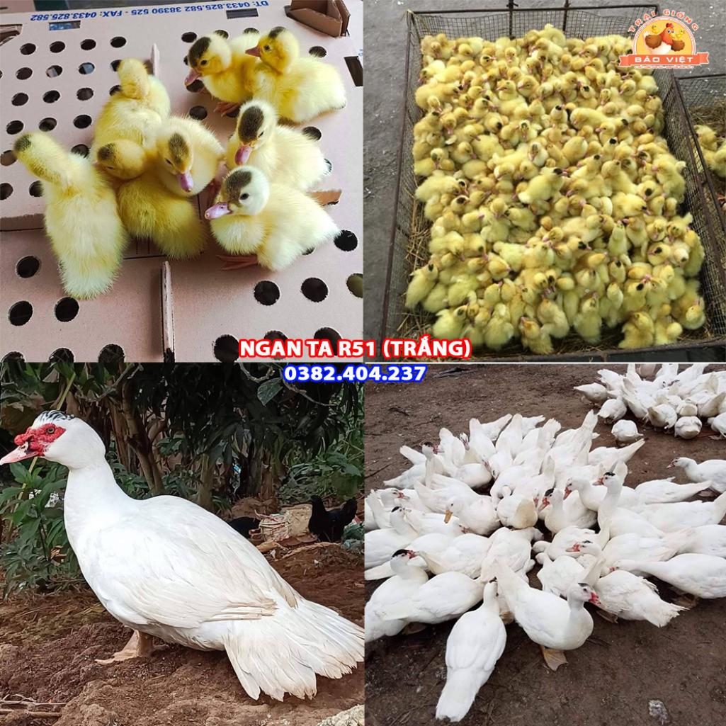 Giống Ngan Ta R51 Giống Ngan Ta R51