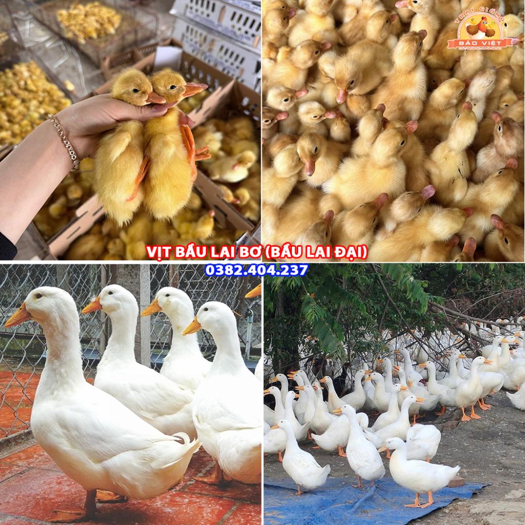Giống Vịt Bầu Lai Bơ Giống Vịt Bầu Lai Bơ