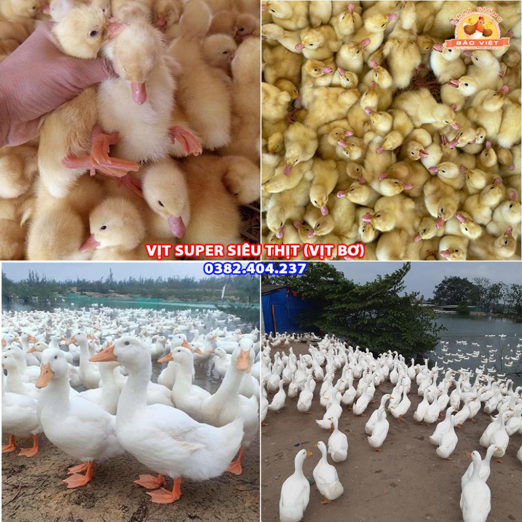 Giống Vịt Bơ Siêu Thịt Giống Vịt Bơ Siêu Thịt