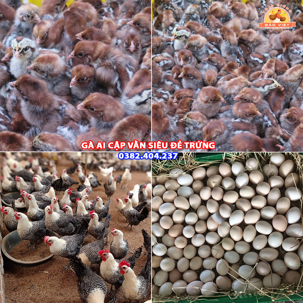 Giống Gà Siêu Đẻ Trứng Ai Cập Vằn