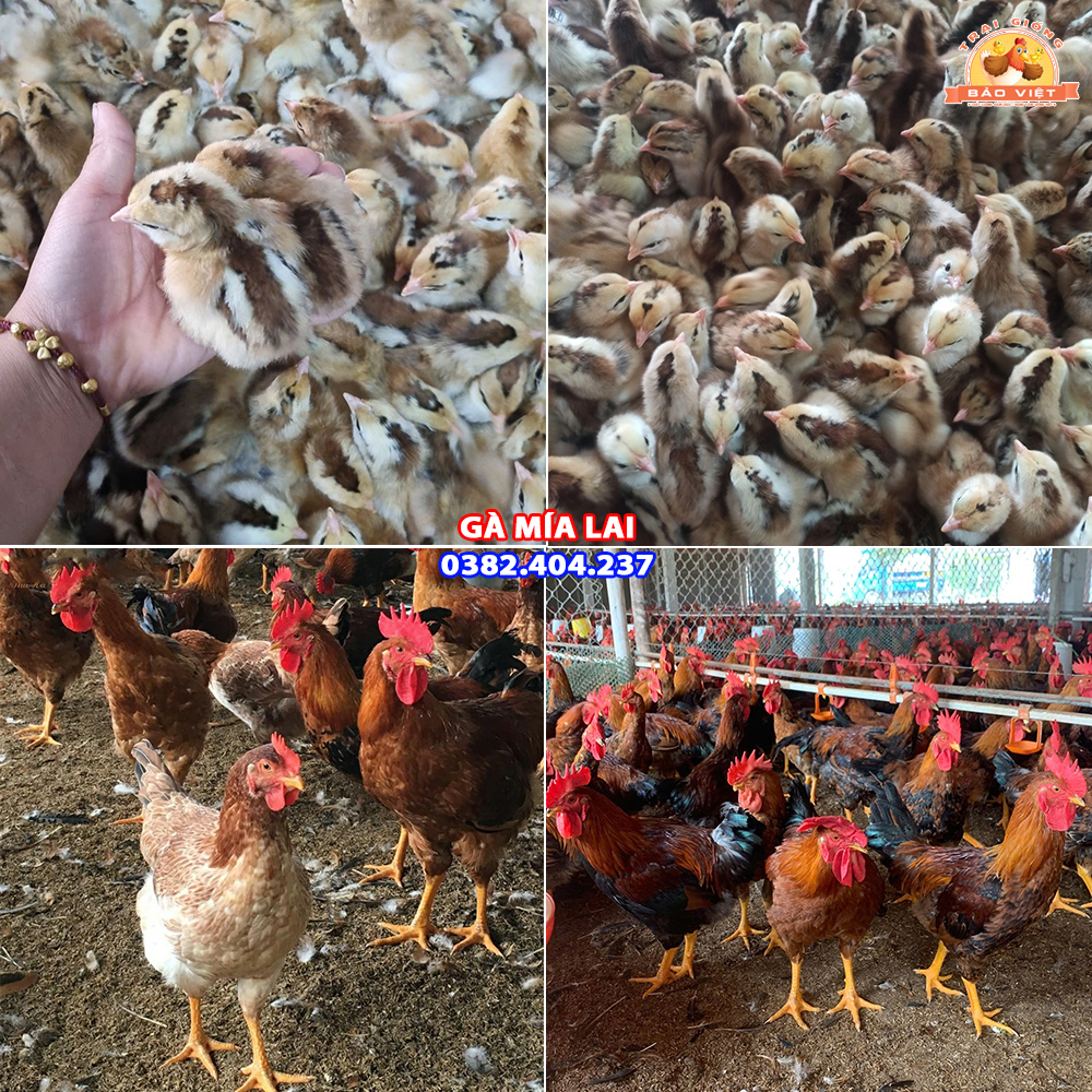 Giống Gà Mía Lai