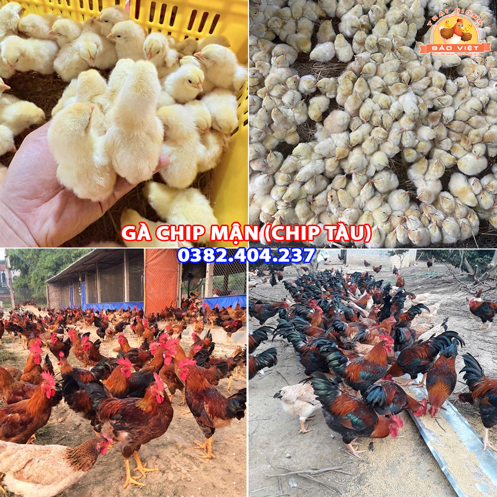 Giống Gà Ri Lạc Thủy