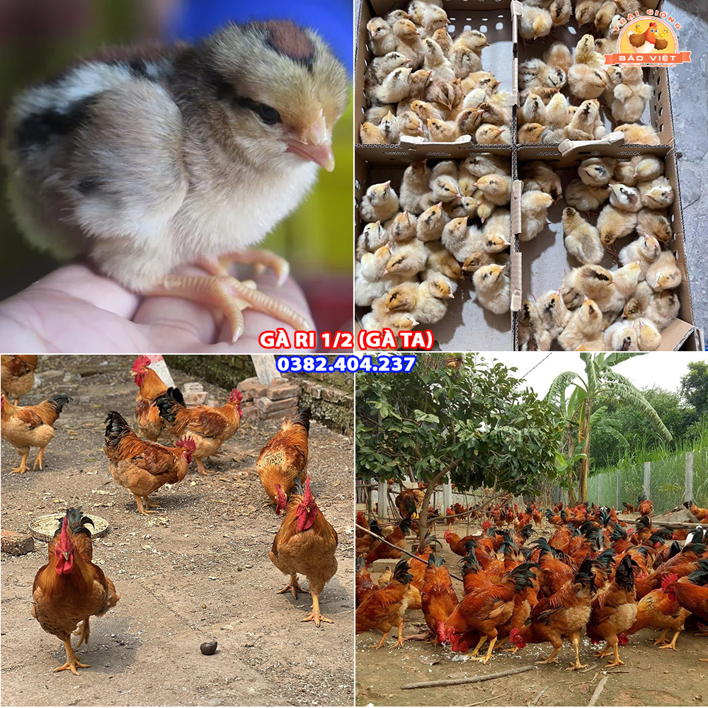Giống Gà Ri Vàng Rơm Lai ½ (Gà 12)