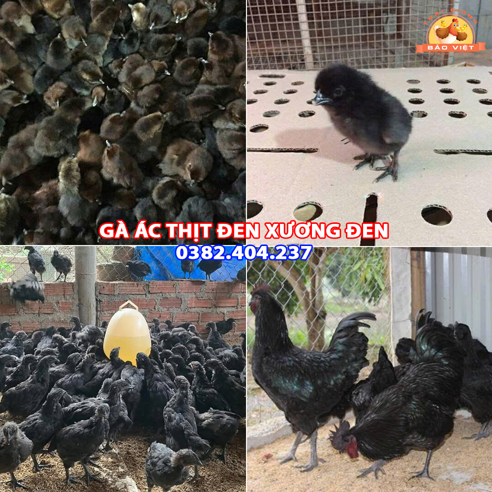 Giống Gà Ác Lông Đen Thịt Đen Xương Đen