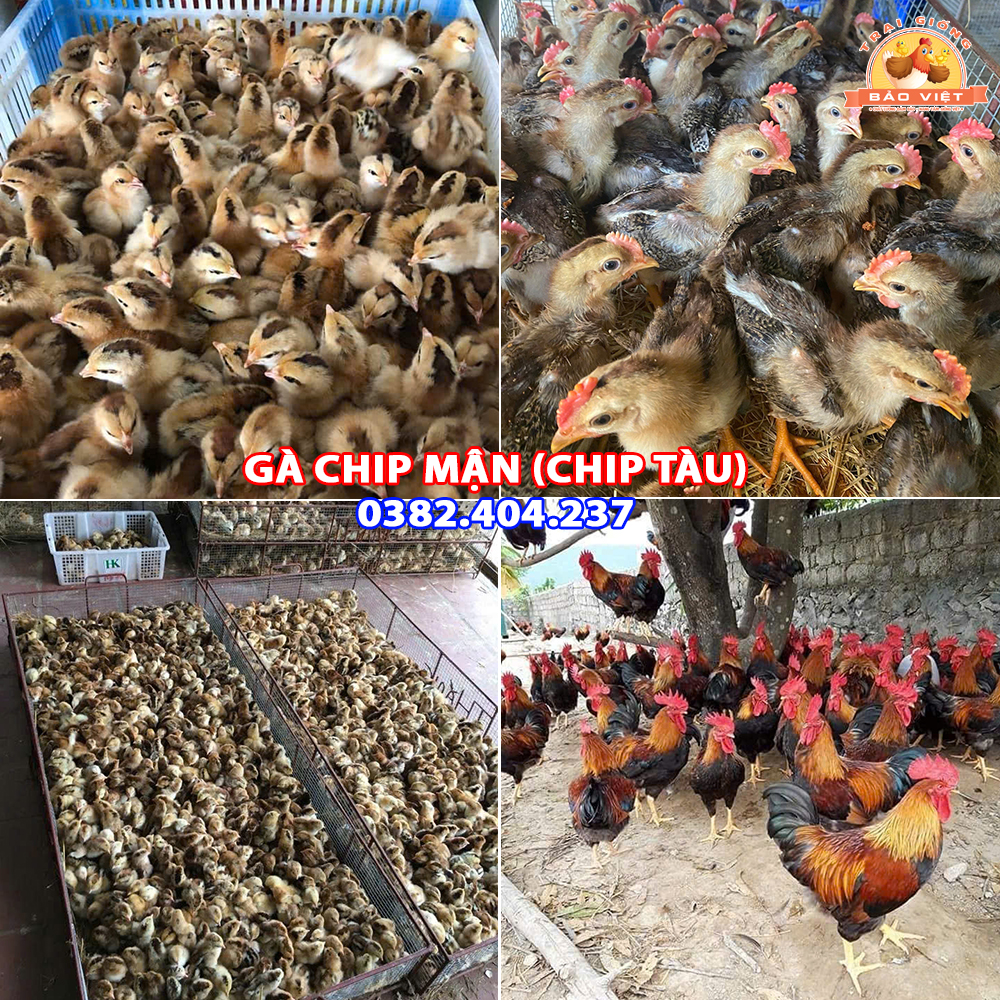 Giống Gà Chíp Mận