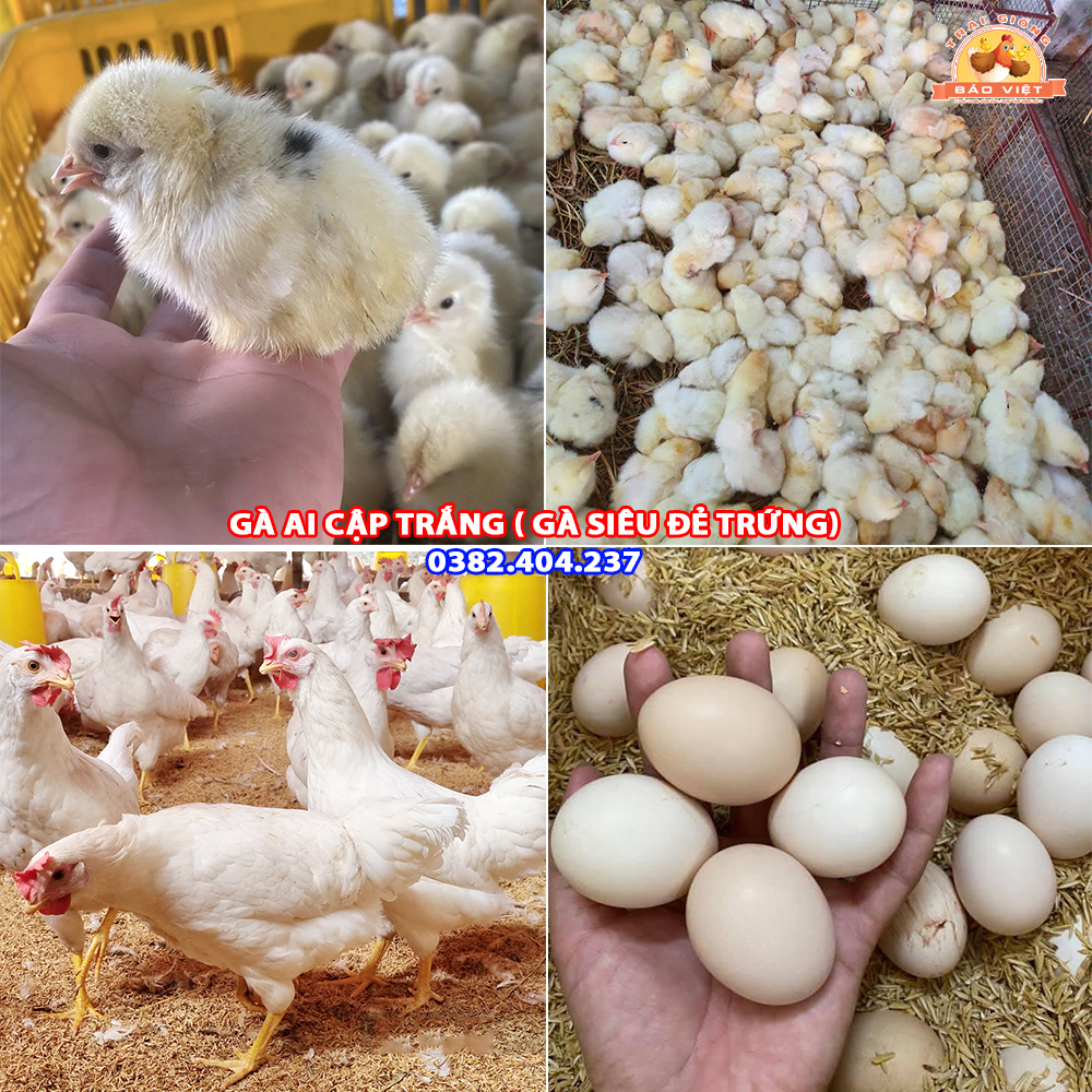 Giống Gà Ai Cập Trắng Siêu Trứng