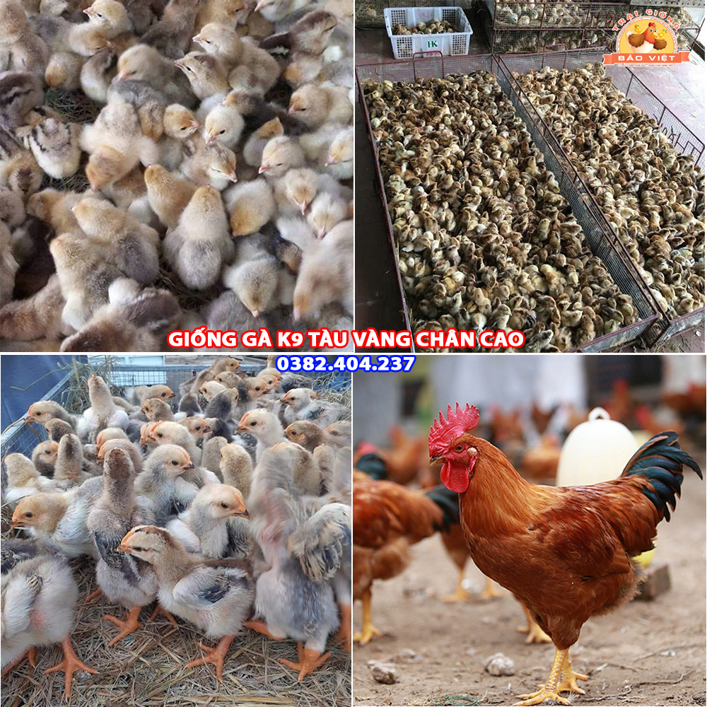 Giống Gà Tàu Vàng (Gà K9) Chân Cao