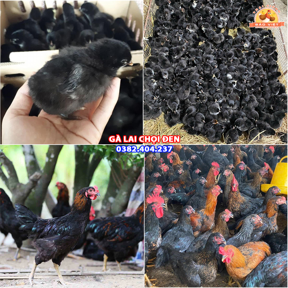 Giống Gà Lai Chọi Đen
