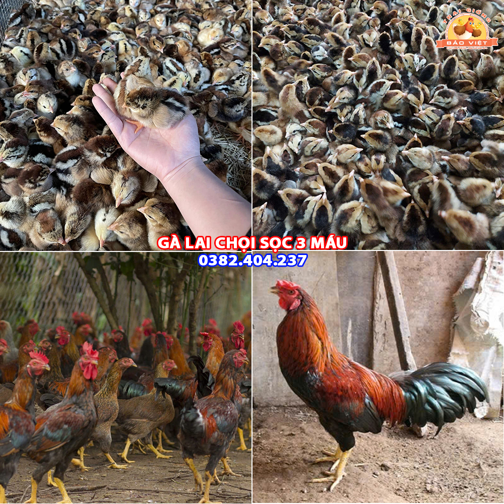 Giống Gà Lai Chọi Sọc 3 Máu