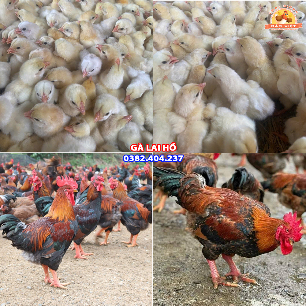Giống Gà Lai Hồ Chân Đỏ