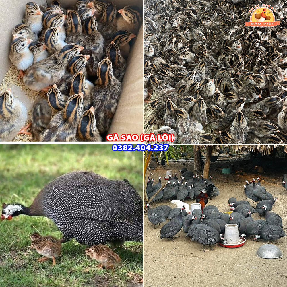 Giống Gà Lôi Sao