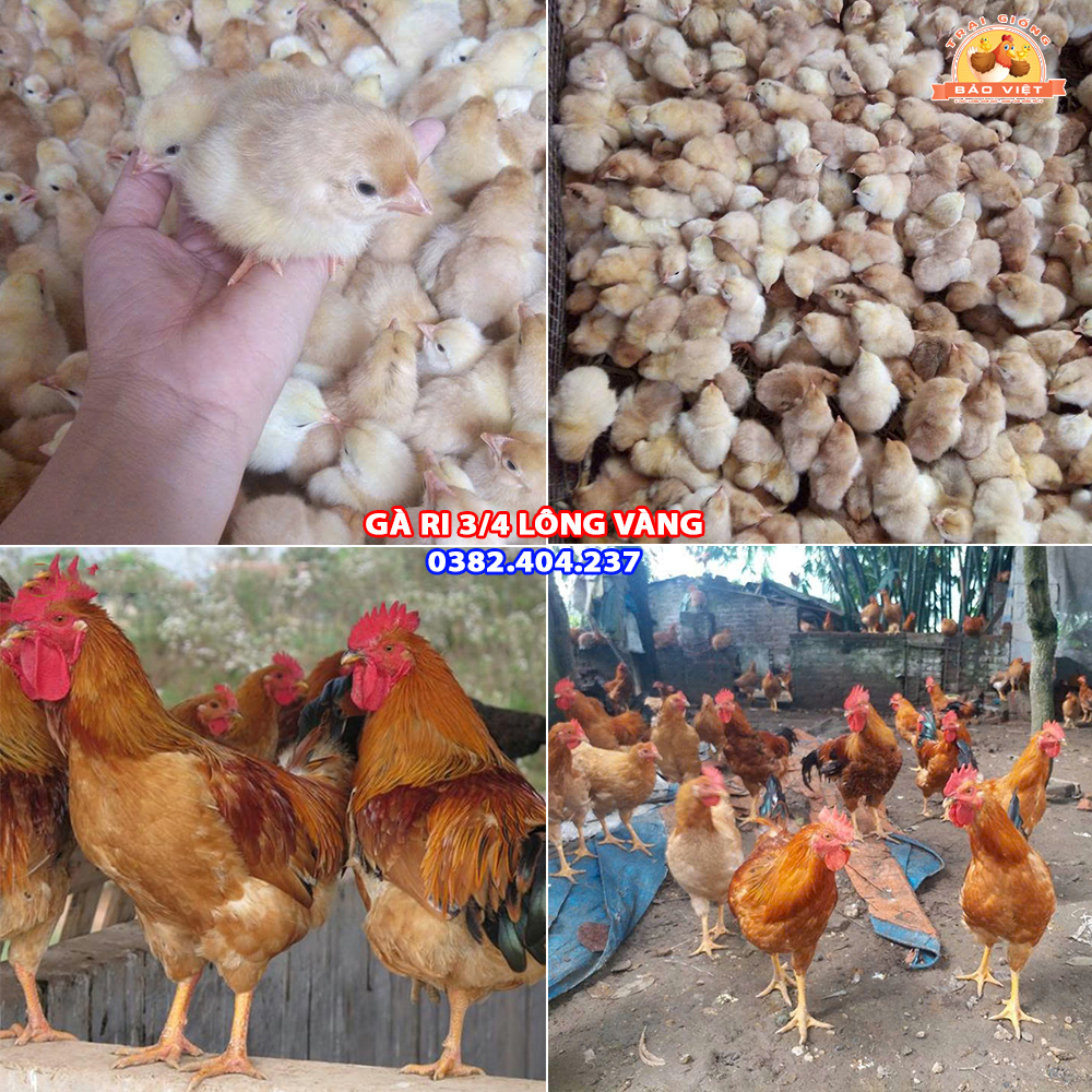 Giống Gà Ri 3/4 (Gà 34) Vàng Rơm