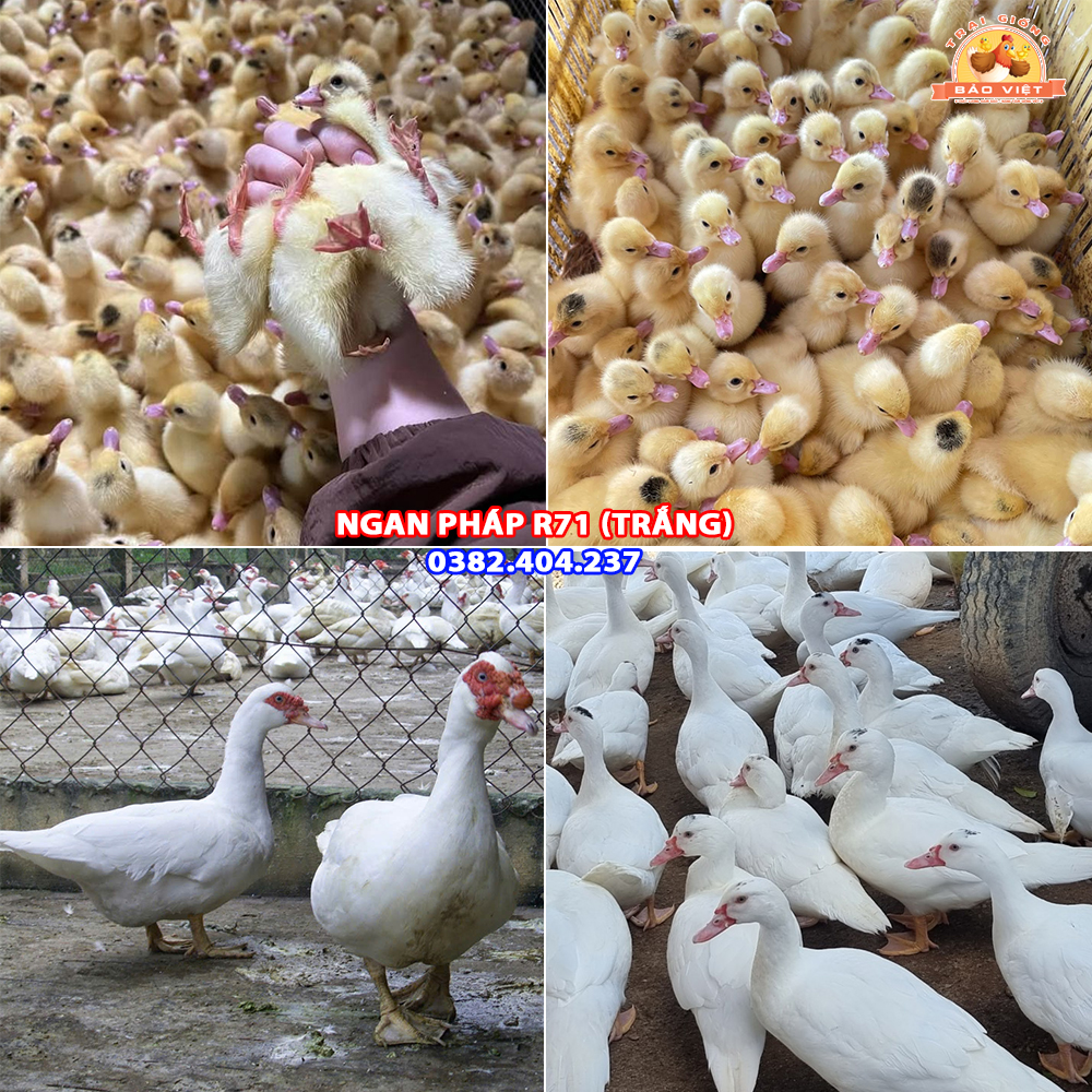 Giống Ngan Pháp R71
