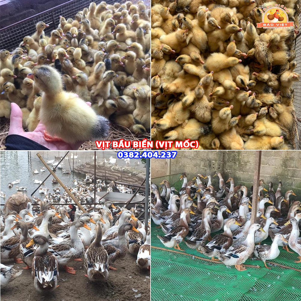 Giống Vịt Bầu Biển