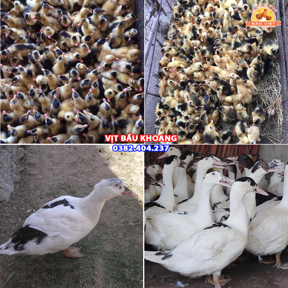 Giống Vịt Bầu Khoang