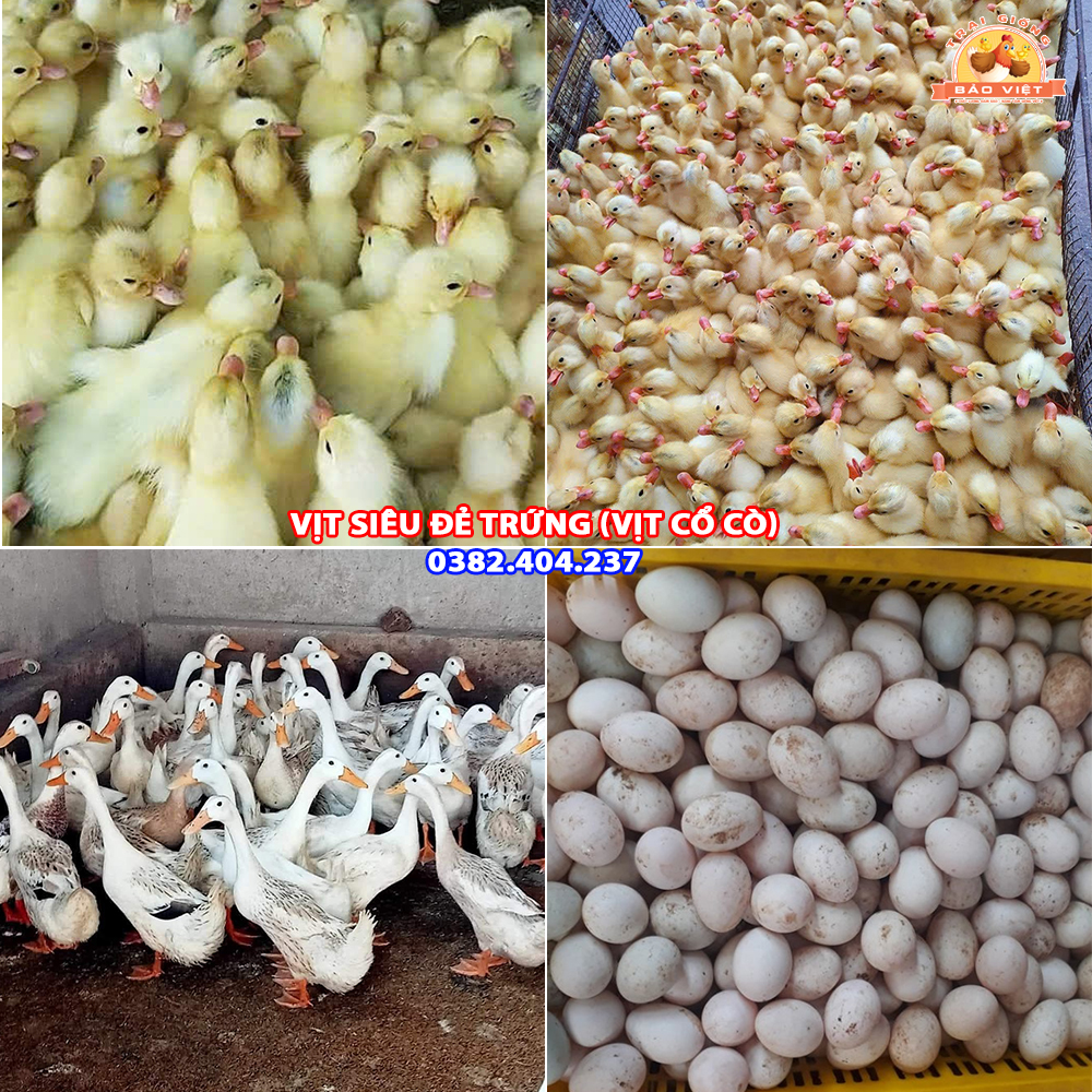 Giống Vịt Siêu Đẻ Trứng Cổ Cò